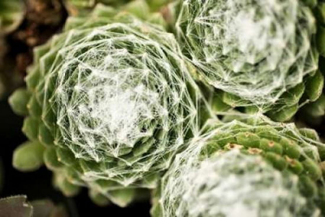 Arachnoideum Succulent II Canvas Art - Erin Berzel (12 x 18)