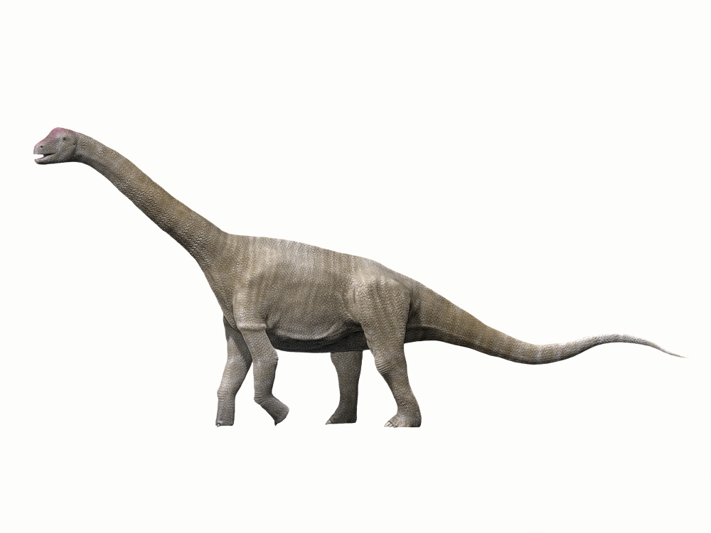 Aragosaurus ischiaticus sauropod from the Early Cretaceous Period Canvas Art - Nobumichi TamuraStocktrek Images (17 x 13)