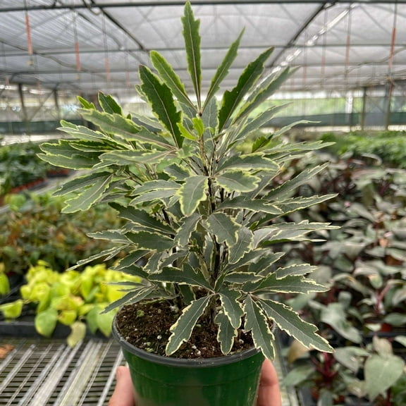Aralia Bianca Live Plant in 3" Grower Pot, Real Houseplant False Variegated