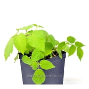 Aralia Cordata Sun King, Japanese Spikenard - Pot Size 4.5" - Shade Plants
