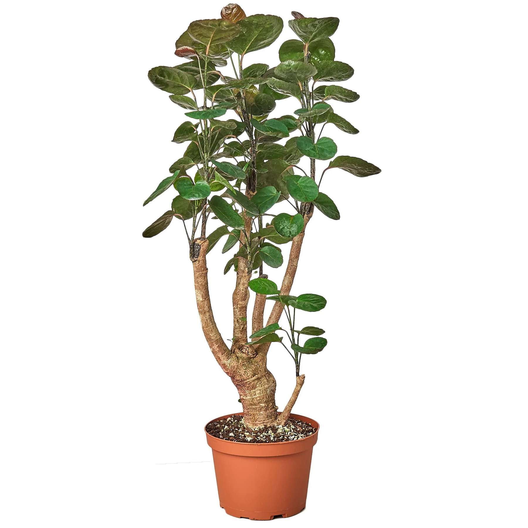 Aralia Fabian Stump Polyscias Scutellaria Live Plant for Indoor | Different Houseplants in 4'' & 6'' Pot | Real House Plant for Living Room, Office, Desk & Bathroom