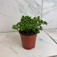 thumbnail image 1 of Aralia Ming, 4" Plant, The Plant Farm, 1 of 5