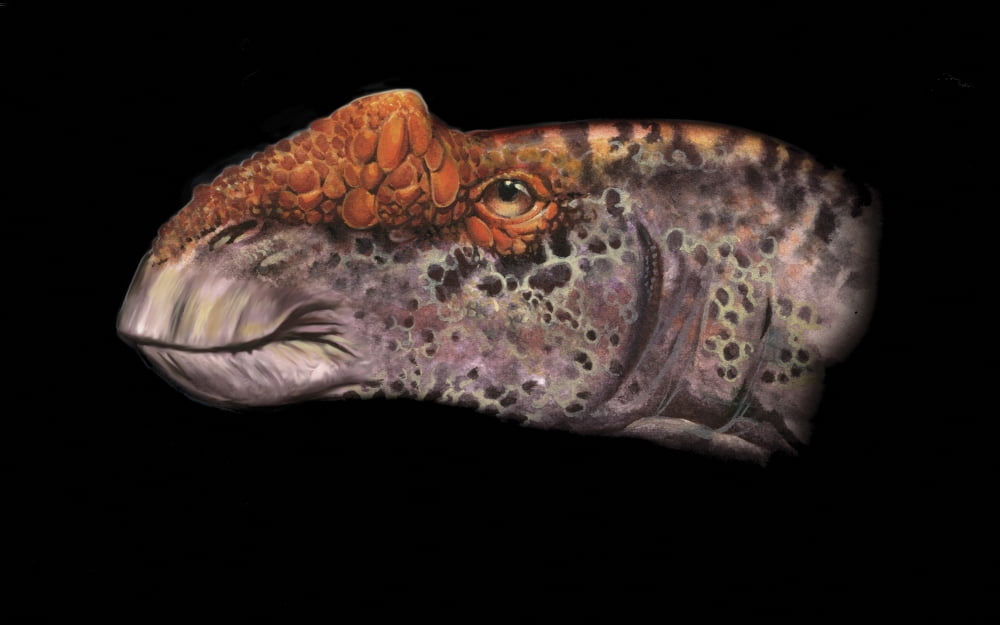 Aralosaurus portrait Canvas Art - Jan SovakStocktrek Images (18 x 11)