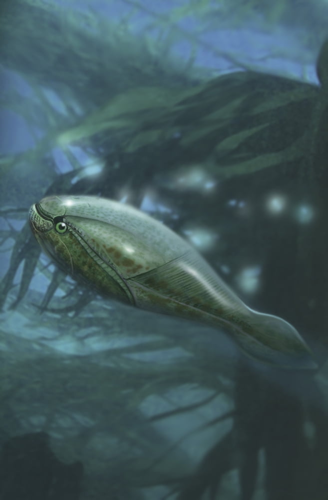 Arandaspis was a jawless fish from the Paleozoic Era Canvas Art - Jan SovakStocktrek Images (23 x 34)