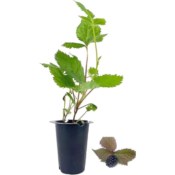 Arapaho BlackBerry Plant - Live Plant in a 2 Inch Pot - Rubus - Fruit Trees for The Patio and Garden
