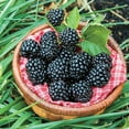 thumbnail image 1 of Arapaho Blackberry Dormant Bare Root Starter Fruit Plant, 1-Pack, 1 of 2