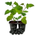 thumbnail image 1 of Arapaho Blackberry Plant - 2 Live Starter Plants - Rubus - Edible Fruit Bearing Bush for Patio and Garden, 1 of 6