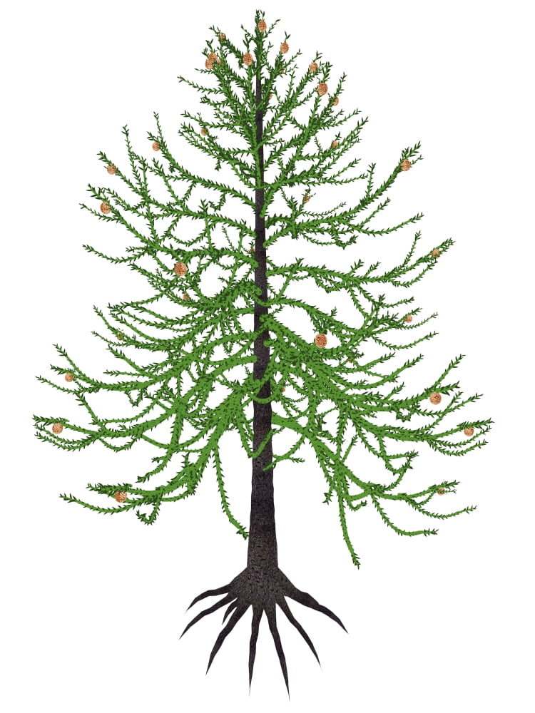 Araucaria prehistoric tree Canvas Art - Elena DuvernayStocktrek Images (12 x 16)