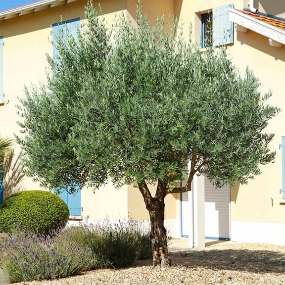 Arbequina Olive Live Tree, Live Arbequina Olive Tree Plant for Outdoor Planting, Cold Hardy and High Yield, 4-6 Inches Tall