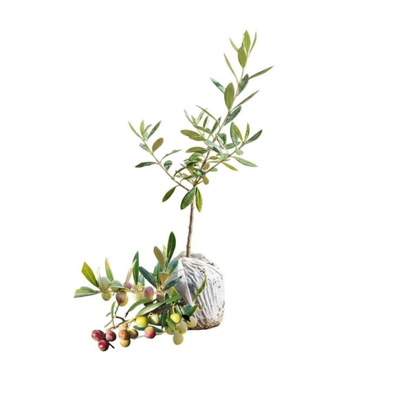 Arbequina Olive Plant, 4-6 Inch Tall, Live Tree for Patio, Balcony