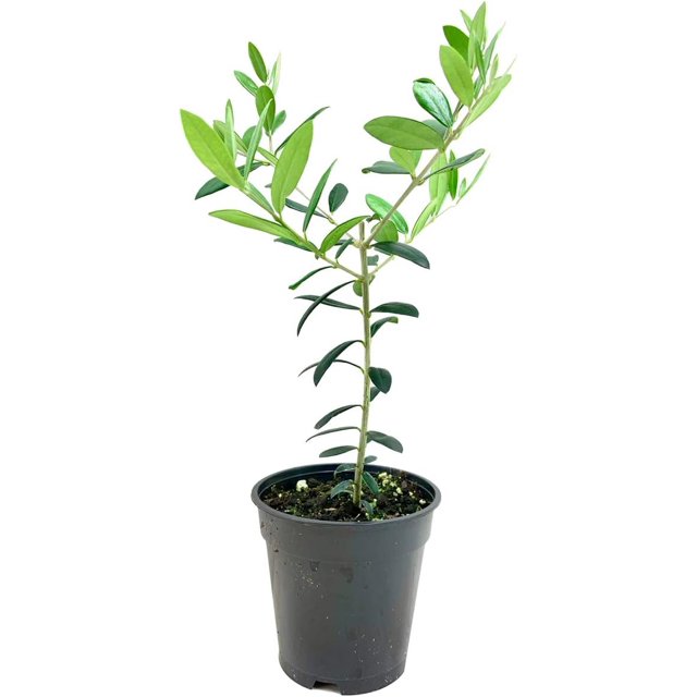 Arbequina Olive Tree 1 Live 4 Inch Pot Grow Your Own Olives Indoors