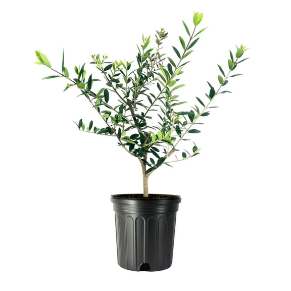 Arbequina Olive Tree 2 Live Gallon Size Pots Grow Your Own Olives Indoors