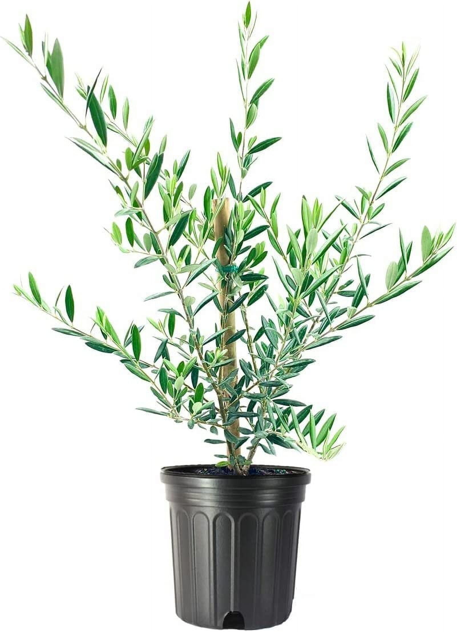 Florida Foliage Arbequina Olive Tree