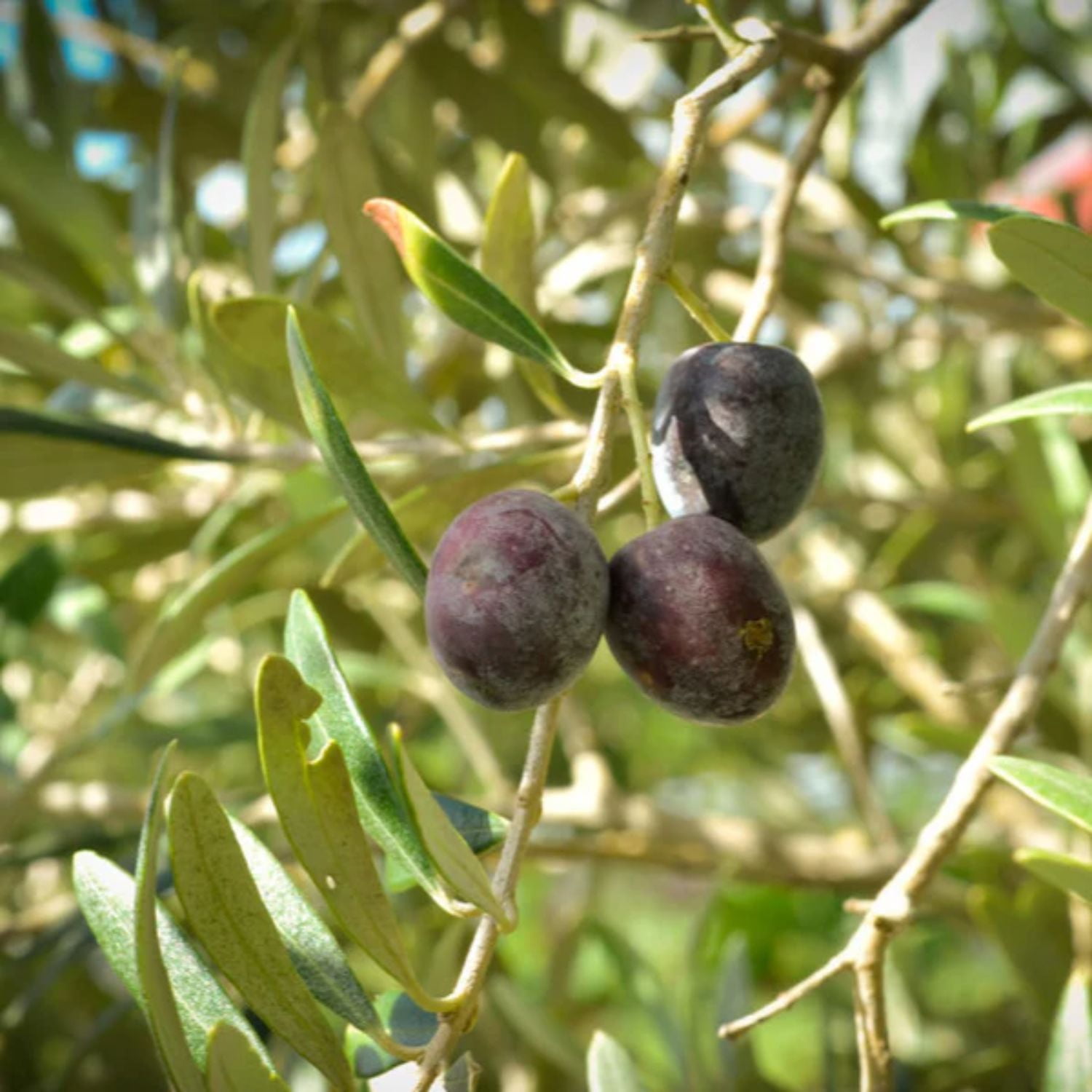 Arbequina Olive Tree, Beautiful Live Plant, Arbequina Olive Tree Seedling, Olive Tree Starter Plants, Edible Olive Plant for Olive Oil