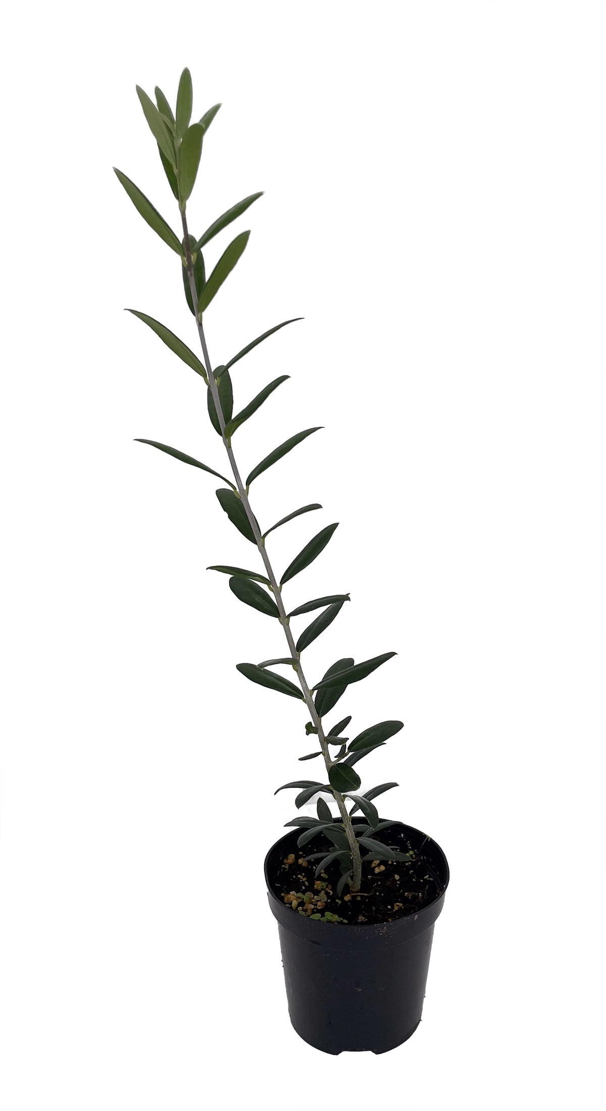 Arbequina Olive Tree - Tree of Peace - Olea europaea  - 4" Pot