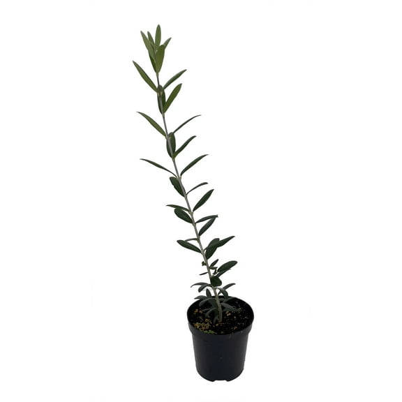 Arbequina Olive Tree - Tree of Peace - Olea europaea - 4" Pot