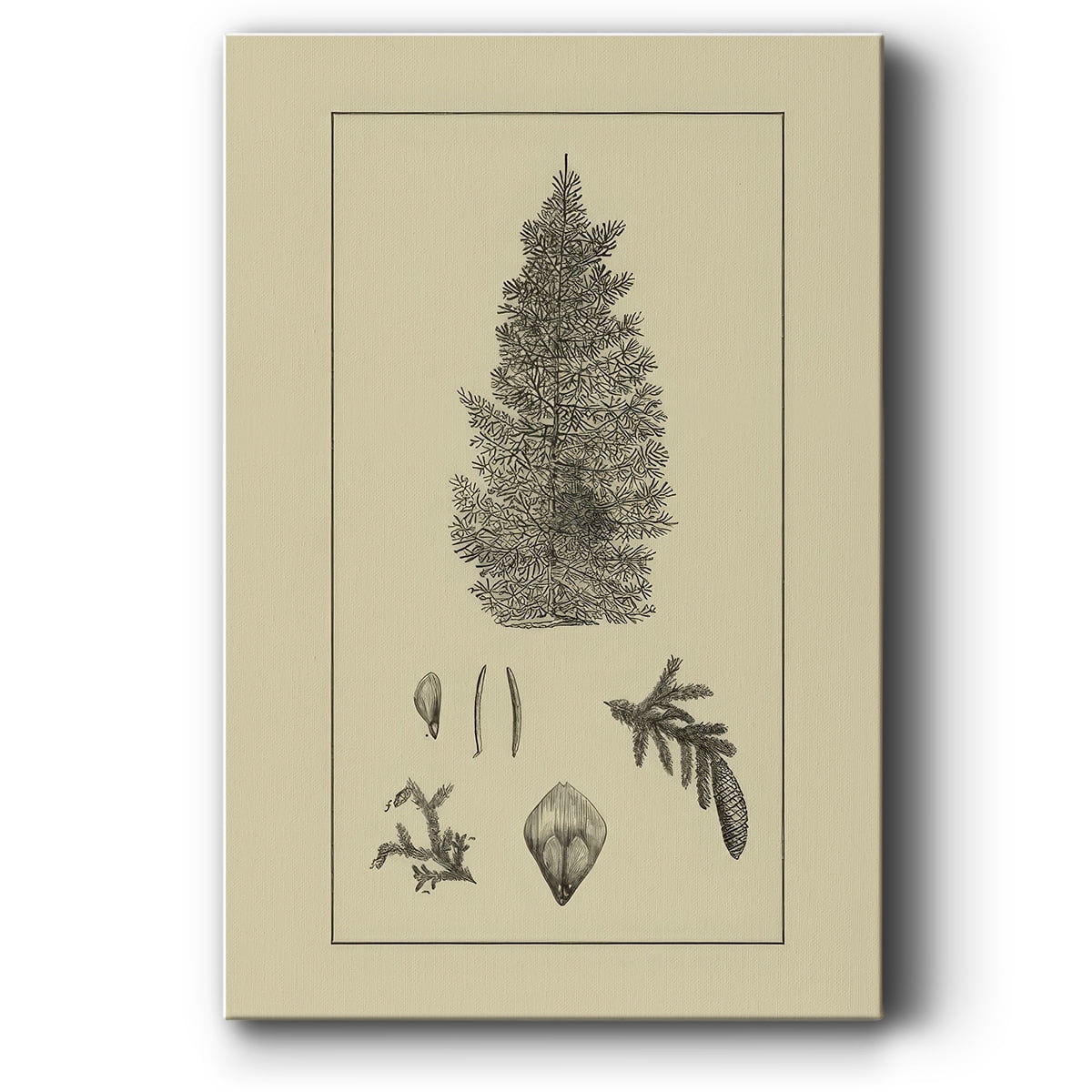 Arbor Study I- Gallery Wrapped Canvas