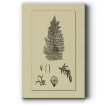 Arbor Study I- Gallery Wrapped Canvas