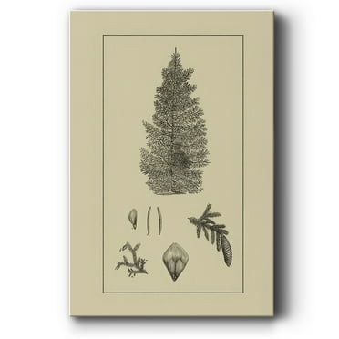 Arbor Study I- Gallery Wrapped Canvas