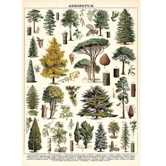 Arboretum Trees Cavallini Quality Vintage Poster Large Poster Wall Print, Poster Only