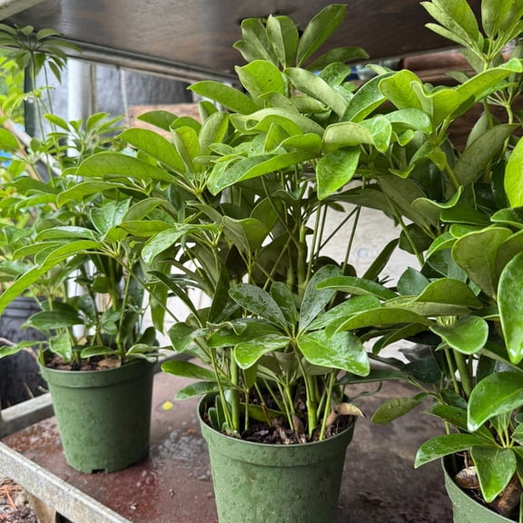Arboricola Umbrella Plant Live Indoor Plant – Easy Care Tropical Foliage Houseplant 6" Plastic Pot
