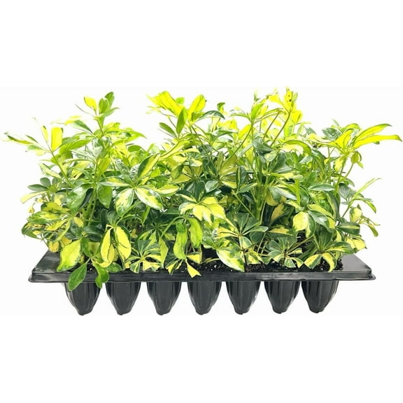 Arboricola Variegated Schefflera Trinette I 10 Live Plants I Vibrant Green & Yellow Foliage, Easy-Care Indoor & Outdoor Plant, Air-Purifying, Ideal for Home