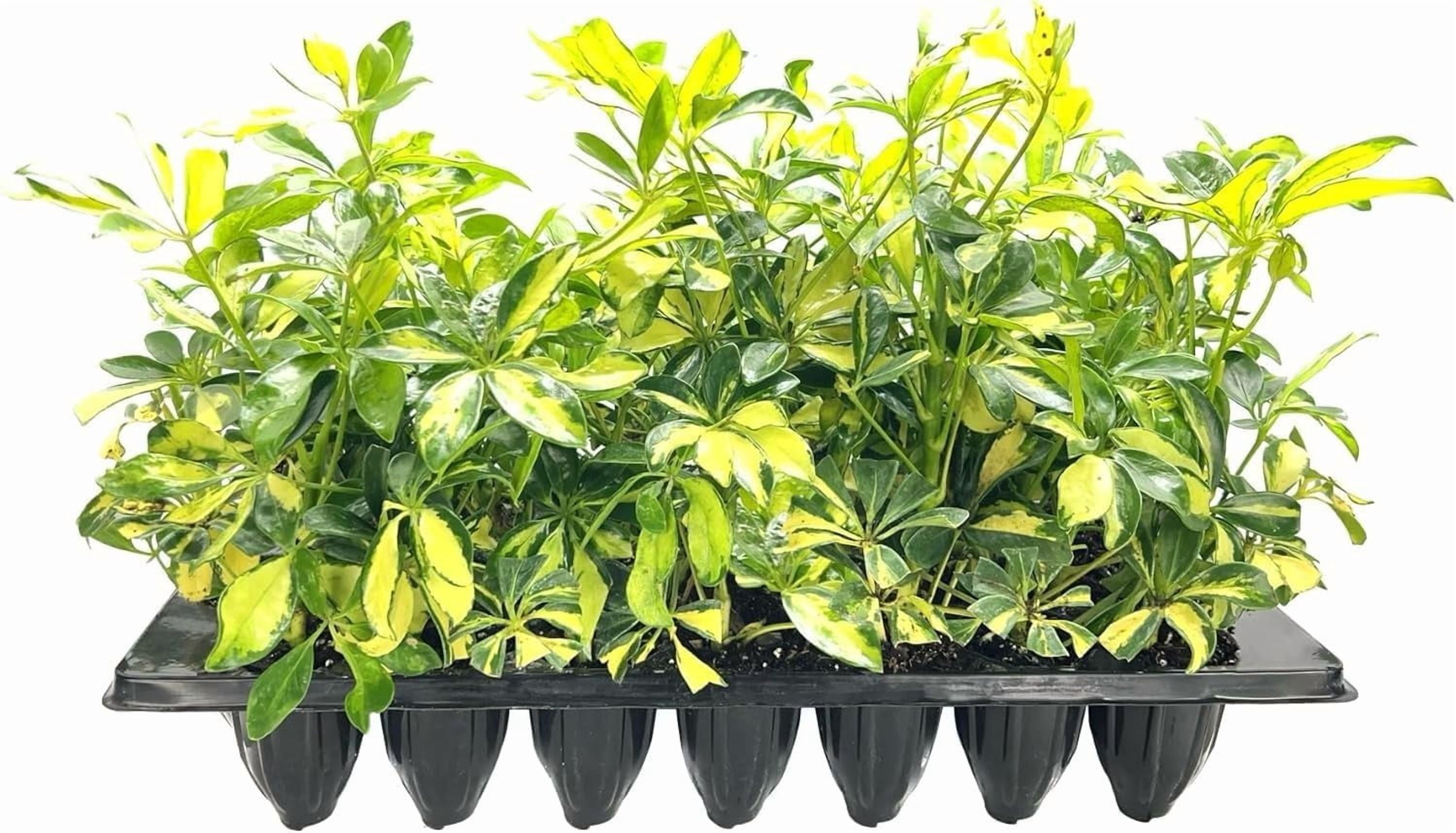 Arboricola Variegated Schefflera Trinette I 20 Live Plants I Vibrant Green & Yellow Foliage, Easy-Care Indoor & Outdoor Plant, Air-Purifying, Ideal for Home