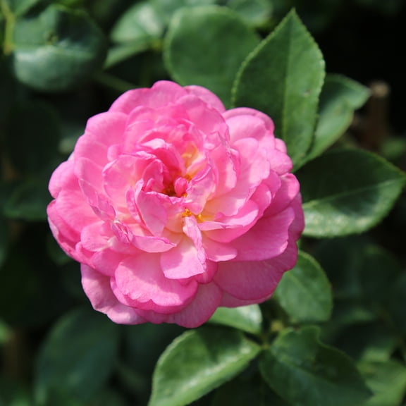 Arborose Jasmina Climbing Rose by Heirloom Roses - Climbing Roses Live Plants For Planting Outdoors