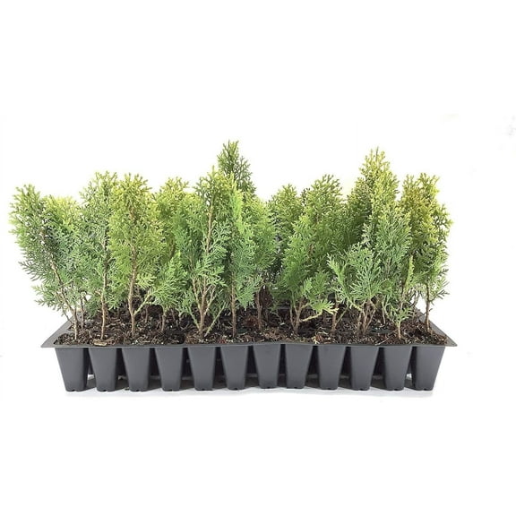 Arborvitae Berkman's Gold 10 Live Plants Thuja Occidentalis Perfect for Landscaping Radiant & Hardy