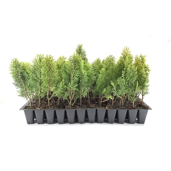 Arborvitae Berkman's Gold - 20 Live Plants - Thuja Orientalis Aurea Nana