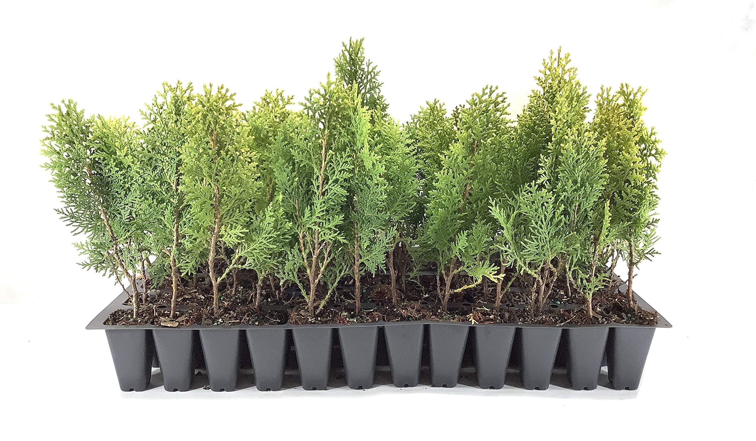 Arborvitae Berkman's Gold - 60 Live Plants - Thuja Orientalis Aurea Nana