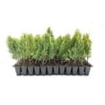 thumbnail image 1 of Arborvitae Berkman's Gold - 60 Live Plants - Thuja Orientalis Aurea Nana, 1 of 9
