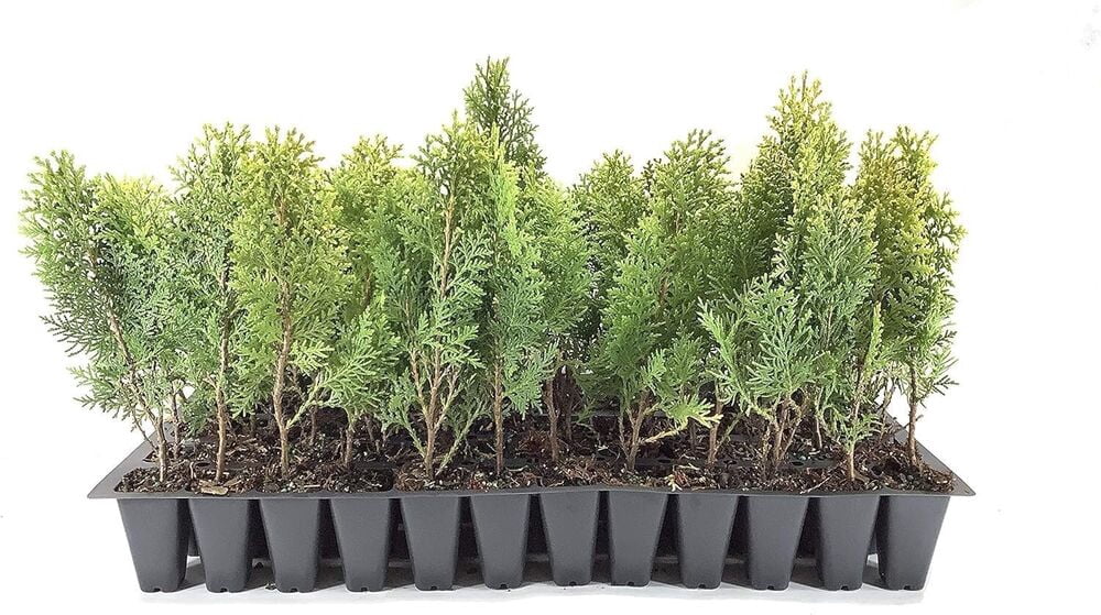 Thuja Arborvitae Green Giant - 5 Live Quart Size Plants - Evergreen Privacy Trees