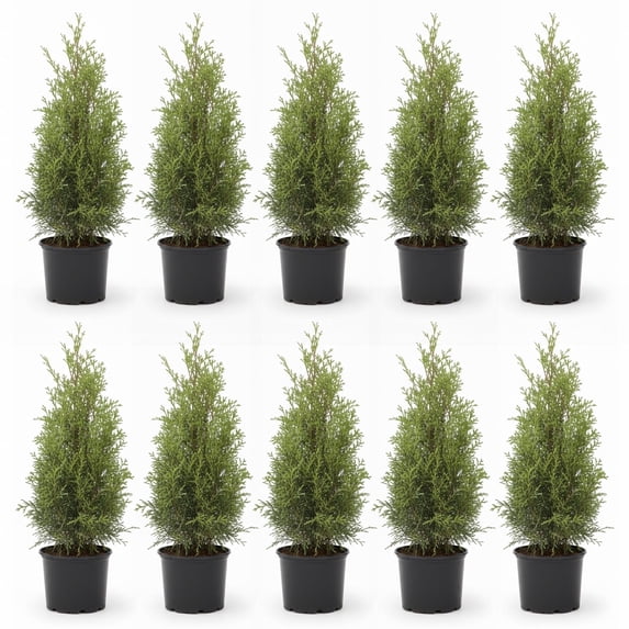Direct Gardening Emerald Green Arborvitae Tree Live Evergreen Shrub, 1-Gallon Potted Plant, 1' to 2' Tall, 10 Pack