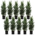 thumbnail image 1 of Direct Gardening Emerald Green Arborvitae Tree Live Evergreen Shrub, Grown in a 5-Gallon Pot, 10 Pack, 1 of 4