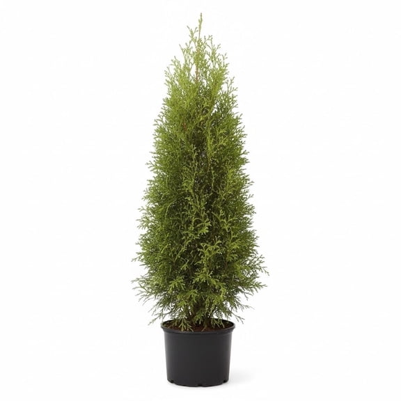 Direct Gardening Emerald Green Arborvitae Tree Live Evergreen Shrub, 5-6 ft Tall