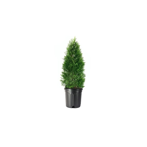 Arborvitae Emerald Green  1 Live Gallon Size Tree  Thuja Occidentalis Smaragd  Evergreen Privacy Screening Hedge Plants