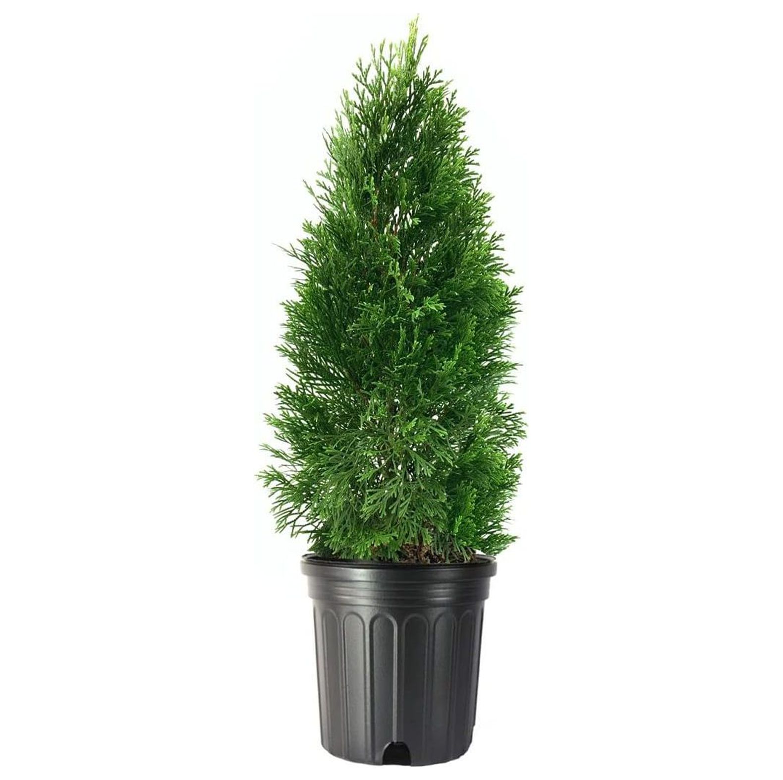 Arborvitae Emerald Green 1 Live Gallon Size Tree Thuja Occidentalis