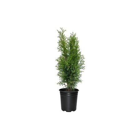 Arborvitae Emerald Green 3 Live 4 Inch Pots Thuja Occidentalis Smaragd Tree Evergreen Privacy Screening Hedge Plants