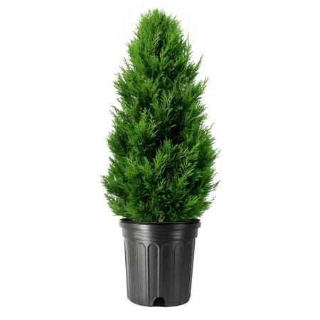 Arborvitae Emerald Green 3 Live Gallon Size Trees Thuja Occidentalis Smaragd Evergreen Privacy Screening Hedge Plants