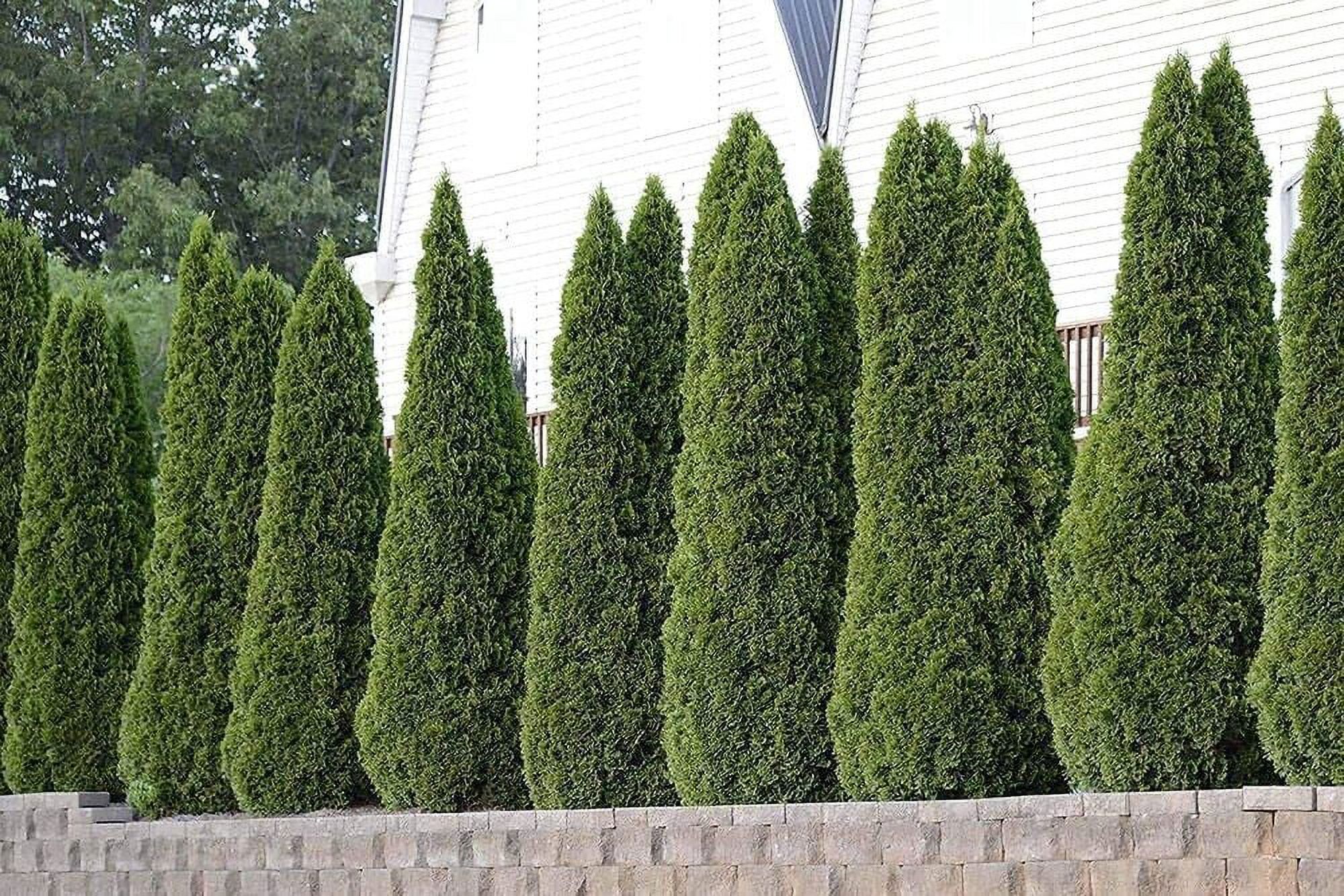 Arborvitae Emerald Green Live 4 Inch Pots Thuja Occidentalis