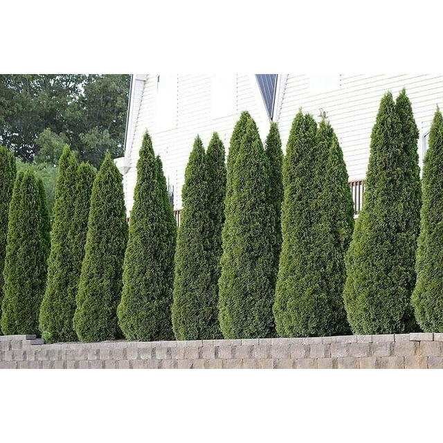 Arborvitae Emerald Green | Live 4 Inch Pots | Thuja Occidentalis ...