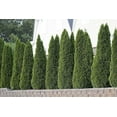 Arborvitae Emerald Green Live Gallon Size Trees Thuja Occidentalis