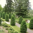 thumbnail image 1 of Direct Gardening Green Giant Arborvitae Tree Live Evergreen Shrub, 5-6 ft Tall, 3 Pack, 1 of 4