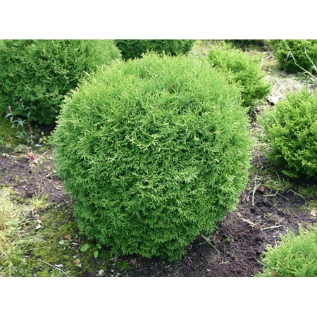 Arborvitae Little Giant 1 Extra Large 3 Gallon Plant Compact & Dense Evergreen, Ideal for Small Spaces, Borders & Landscape Accents, Hardy, Low-Maintenance