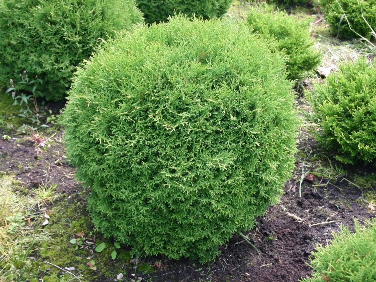 Arborvitae Little Giant 3 Extra Large 3 Gallon Plants Compact & Dense ...