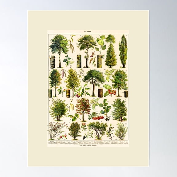 Arbres Trees Vintage Illustration Poster Arbor Poster Wall Art, Modern Wall Decor For Living Room Bedroom, 8x12 UNFRAMED