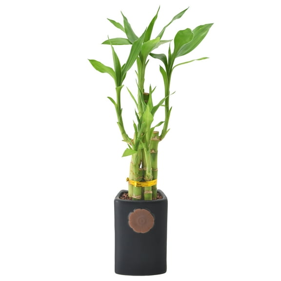 Arcadia Garden Products Live 5-Stem Lucky Bamboo in 2.5" Contour II, Black