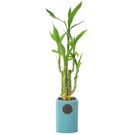 Arcadia Garden Products Live 5-Stem Lucky Bamboo in 2.5" Contour II, Teal