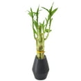 thumbnail image 1 of Arcadia Garden Products Live 5-Stem Lucky Bamboo in 3.5" Dimensions II, Black, 1 of 4